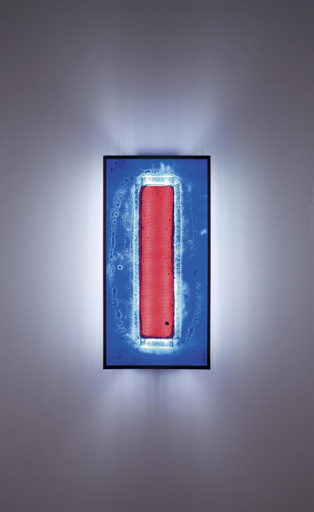 F/N Tall - Bronze - Fluorescent - Red Window Blue